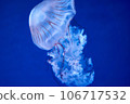 jellyfish  106717532