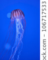jellyfish  106717533