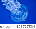 jellyfish  106717534