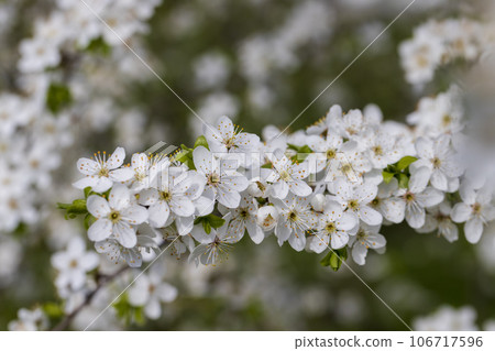 cherry in the orchard blooms with white flowers 106717596