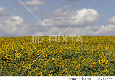 agricultural field with sunflowers in the summer 106717666