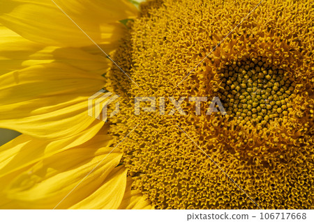 agricultural field with sunflowers in the summer agricultural field with sunflowers in the summer 106717668
