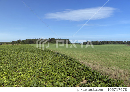 green foliage on sugar beet in a field 106717678