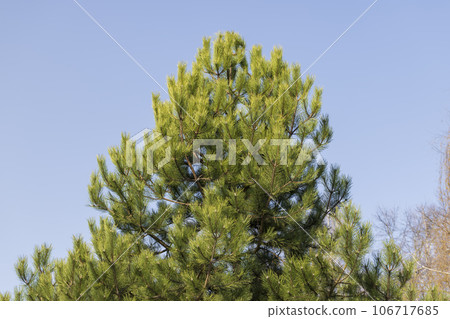 pine trees view from bottom to top in spring 106717685
