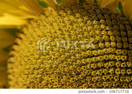 agricultural field with sunflowers in the summer agricultural field with sunflowers in the summer 106717738