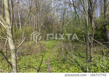 the first spring flowers of anemone are white in a mixed forest the first spring flowers of anemone are white in a mixed forest 106717742