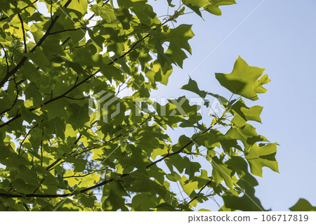 tulip tree with green foliage in windy weather 106717819