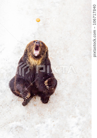 Brown bear 106717840