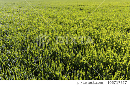 agricultural field with green signs in the spring season agricultural field with green signs in the spring season 106717857
