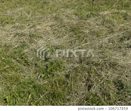 harvesting and drying hay grass for use in winter harvesting and drying hay grass for use in winter 106717859