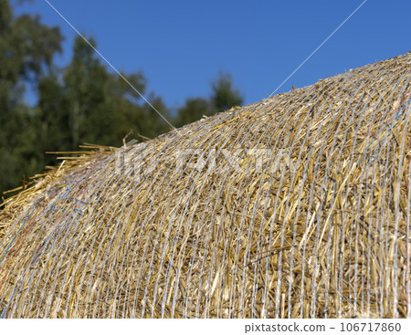 A field with cereals in the summer A field with cereals in the summer 106717860