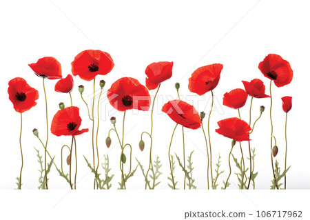 Row of poppy flowers isolated on white background.GenerativeAI. Row of poppy flowers isolated on white background.GenerativeAI. 106717962