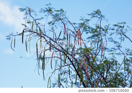 Close-up on Moringa Oleifa Close-up on Moringa Oleifa 106718080