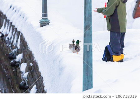 Mallard Mallard 106718319