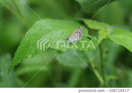 A small lycaenia butterfly perches on a wet leaf 106718417