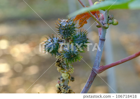 castor bean seeds 106718418