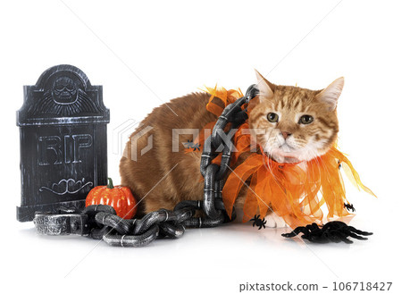 ginger cat and halloween 106718427