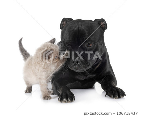 siamese kitten and staffy in studio 106718437