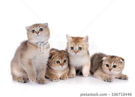 scottish fold kitten in studio 106718446