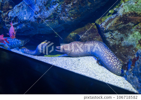 Beautiful exhibits at the aquarium in Sakaide City, Kagawa Prefecture, Japan Beautiful exhibits at the aquarium in Sakaide City, Kagawa Prefecture, Japan 106718582