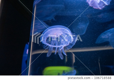 Beautiful exhibits at the aquarium in Sakaide City, Kagawa Prefecture, Japan Beautiful exhibits at the aquarium in Sakaide City, Kagawa Prefecture, Japan 106718588