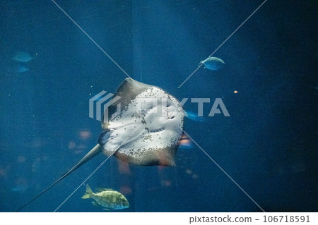Beautiful exhibits at the aquarium in Sakaide City, Kagawa Prefecture, Japan 106718591