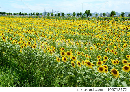 向日葵山公園 106718772