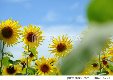 向日葵山公園 106718774