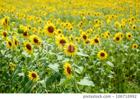 Sunflower field spreading to one side Sunflower field spreading to one side 106718992