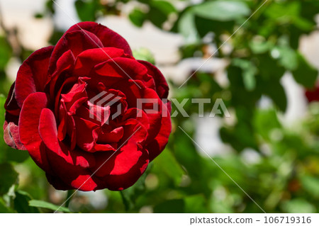 Tenderness and love. Delicate cute red rose,green summer garden Tenderness and love. Delicate cute red rose,green summer garden 106719316
