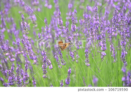 Fritillary butterfly sucking nectar in a lavender field Fritillary butterfly sucking nectar in a lavender field 106719590