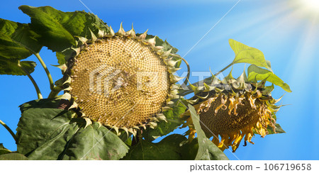 Sunflower pecked by birds against the sky Sunflower pecked by birds against the sky 106719658