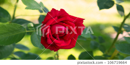 Bright red rose in the garden 106719664
