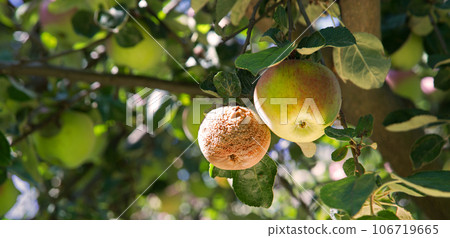 Rotten and healthy apples on a branch 106719665