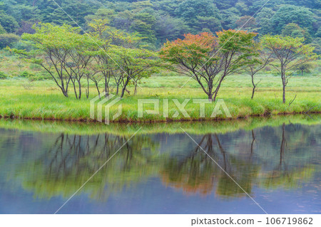 (Gunma Prefecture) Mt. Akagi/Kakumanbuchi where the early autumn leaves have begun 106719862