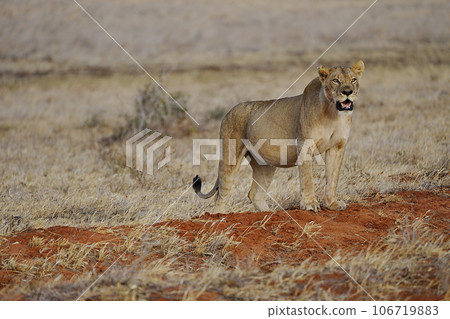 Lioness in african savanna of Tsavo East National Park in Kenya 106719883