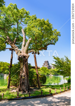 原爆樟樹和廣島城【廣島風景】 106719904