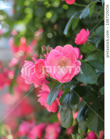 Rose scenery at Yamashita Park 106720056