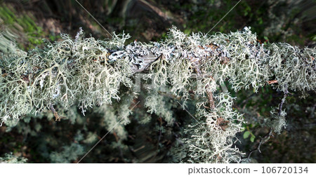 In realm of fine mosses and lichens In realm of fine mosses and lichens 106720134