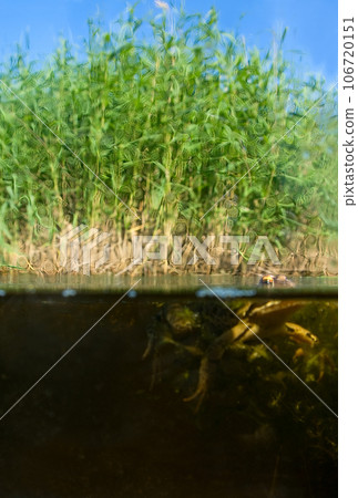Frog under water, on a surface - eyes Frog under water, on a surface - eyes 106720151