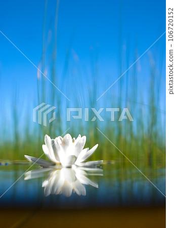 how the water-lily grow how the water-lily grow 106720152