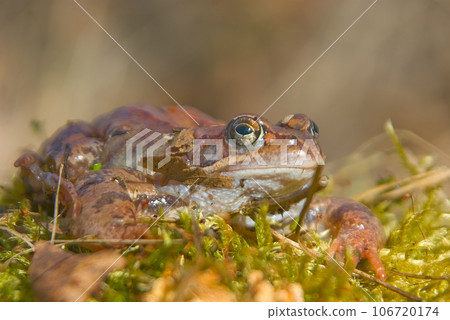 moor frog 106720174