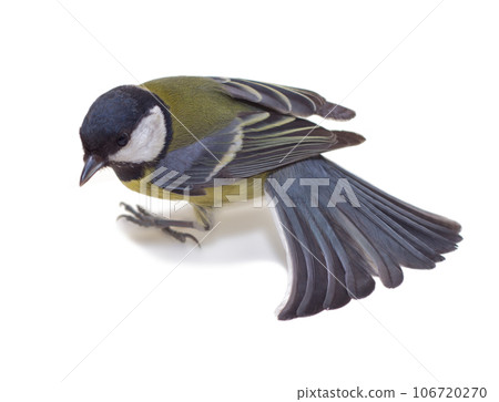 Great Tit, Parus Major 106720270