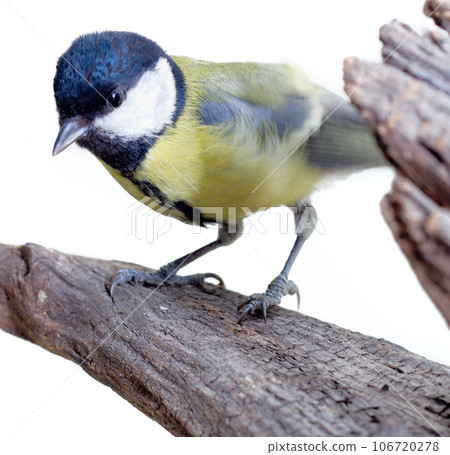 Great Tit, Parus Major Great Tit, Parus Major 106720278