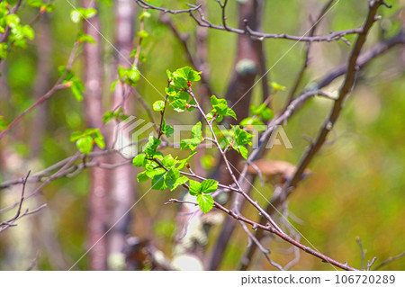 Signs of spring. Young bright green leaves on branches Signs of spring. Young bright green leaves on branches 106720289
