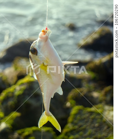 Amateur fishing in India 6. This triggerfish caught on clam meat Amateur fishing in India 6. This triggerfish caught on clam meat 106720290