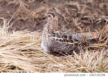 European snipe among bog in spring European snipe among bog in spring 106720296