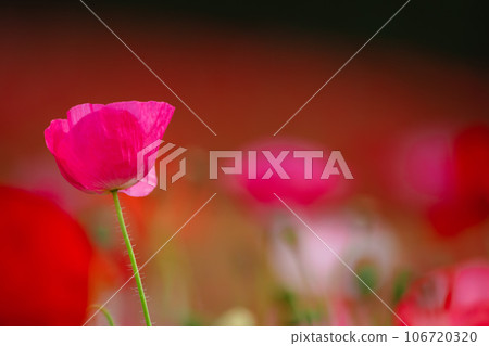 Poppy flowers blooming in Chichibu Sky Poppy Poppy flowers blooming in Chichibu Sky Poppy 106720320