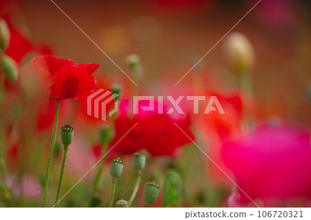 Poppy flowers blooming in Chichibu Sky Poppy Poppy flowers blooming in Chichibu Sky Poppy 106720321