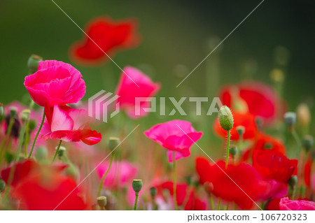 秩父天空罌粟盛開的罌粟花 106720323